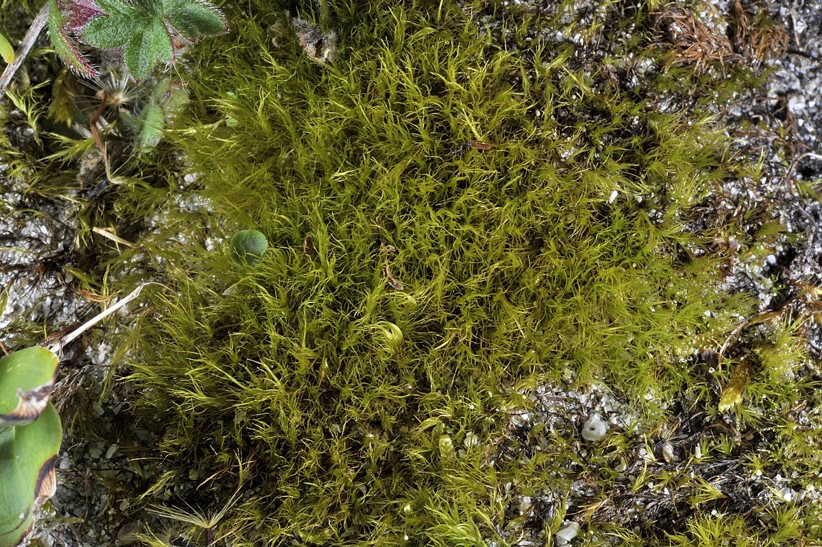 Представитель Семейства Ditrichaceae